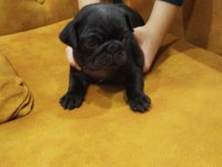 Pug Mops 55 - 65 Günlük Erkek - Dişi Yavrular
