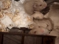 Ücretsiz Gonzales Hamsterlar