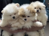 Ankranın en seçkin teddy face pomeranian yavruları