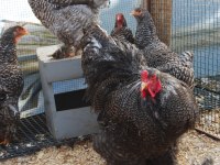 COCO BRAHMA KULUÇKALIK YUMURTA & CİVCİV