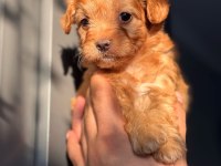 Maltipoo Adrese Teslim, Kapıda Ödeme Yapabilirsiniz