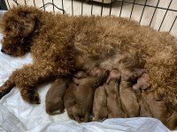 Red Toy Poodle Yavru Dişi ve Erkek Karma Yapıldı