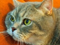 British shorthair oğlumuz