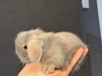 Mini cüce Hollanda yavru tavşanlar gönderim var