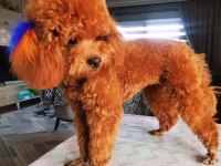 Toy poodle 2 erkek dark brown