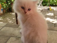 British longhair