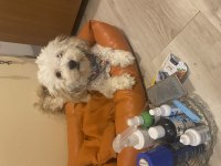 ACİL MALTİPOO BİLGİ ALMADAN KARAR VERMEYİN