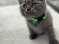 Scottish Fold & British Fold Yeni Yavrular