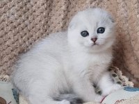 Saf Kan En Kaliteli Ns1133 Scottish Fold Shorthair