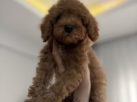 Aşılı wc eğitimli son erkek toy poodle yavru