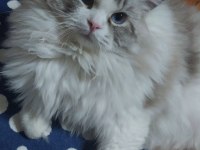 Ragdoll bebekler