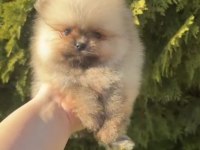 Pomeranian Boo Yavrularımız Yeni Yuvasını Arıyor