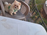 3 aylık erkek pomeranian tüm aşıları tamam