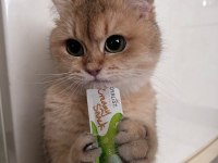 Aciliyetten sahiplendirilecek british shorthair