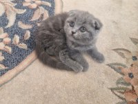 Scottish Fold Minnoşum