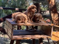 Maltipoo Yavrularımız Yeni Yuvasını Arıyor