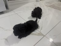 MALTİPOO YAVRULARI 2 AYLIK