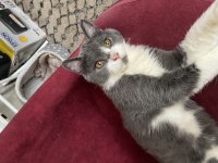 British shorthair 4 aylık