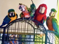 Mavi Kırmızı Hibrit bebek macaw