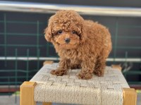 Show kalite tea cup kore poodle yavrularımız