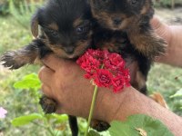 Mini boy dişi teacup yorkshire terrier