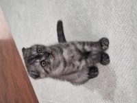 Scottish fold erkek bebeğimiz