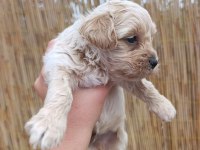 Sağlık Garantili, Üst Kalite Maltipoo Yavrular