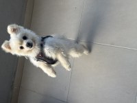 Uygun Verilecek Pomeranian