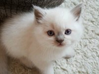Blue Point British Shorthair Yavrular