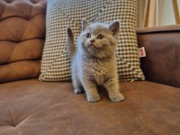 Lilac Koca Kafalı British Shorthair
