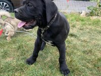 7 aylık şecereli bir dişi ve bir erkek cane corso