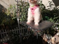 Toy poodle orjinal beyaz