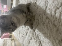 2 tane British shorthair yavrularımız