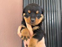 A Kalite Rottweiler