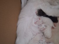 6 Yavru 5 Beyaz 1 Siyah British Longhair