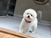 SAĞLIK VE IRK GARANTİLİ POMERANİAN KÖPEĞİ