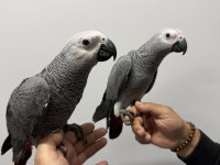 4 AYLIK YAVRU JAKO PAPAĞANLARI