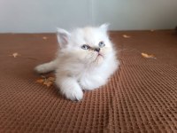 british longhair tatlı oğlumuz