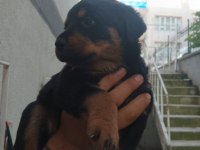Rottweiler