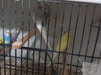 ELE GELMELİK VE ERİŞKİN MUHABBETLER