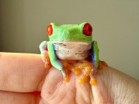 Red Eye Tree Frog