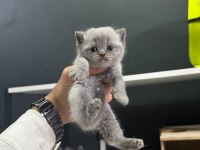 KOCA KAFA BRİTİSH YAVRULARIMIZ AA KALITE SAFKANDIR