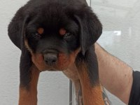 Üst kalite çok kaliteli rottweiler yavrular şecereli
