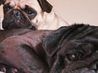 Siyah pug 4 yaşında