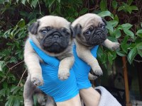 A KALİTE PUG MOPS SIFIR BURUN BEBEKLER