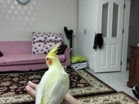 Lutino erkek sultan papağanı