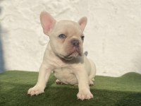 Blue Tan Platinum anatomi harikası egzotik french bulldog