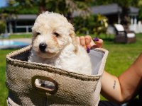 Akıllı ve Tüy Dökmeyen Karakteriyle Maltipoo Yavrusu