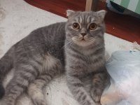 Scottish Fold Yavrularımız