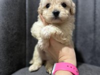 Her Renk Maltipoo Yavrumuzu Canlı Görebilirsiniz